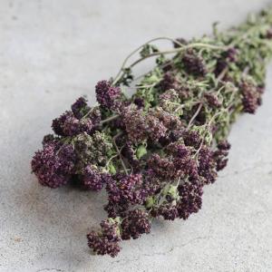 すすき (ススキ) / 北海道産ドライフラワー 穂もの グリーン