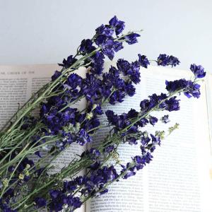 ラークスパー ( ちどり草 )濃いブルー / 北...の商品画像