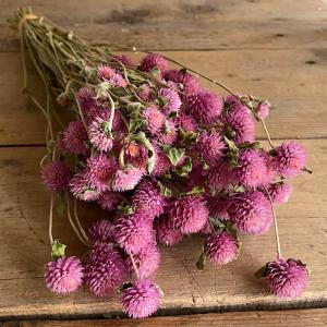 すすき (ススキ) / 北海道産ドライフラワー 穂もの グリーン