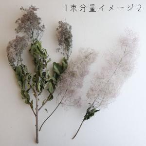 【ドライフラワー】スモークツリー モーヴグリー...の詳細画像3