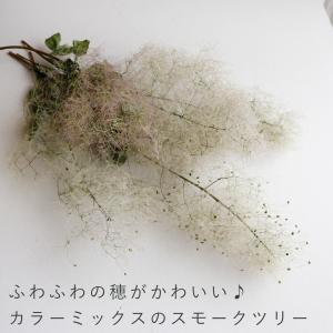 【ドライフラワー】スモークツリー モーヴグリー...の詳細画像2