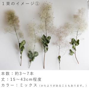【ドライフラワー】スモークツリー モーヴグリー...の詳細画像4