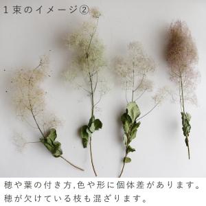 【ドライフラワー】スモークツリー モーヴグリー...の詳細画像5