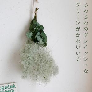 【ドライフラワー】スモークツリー グリーン 系...の詳細画像1
