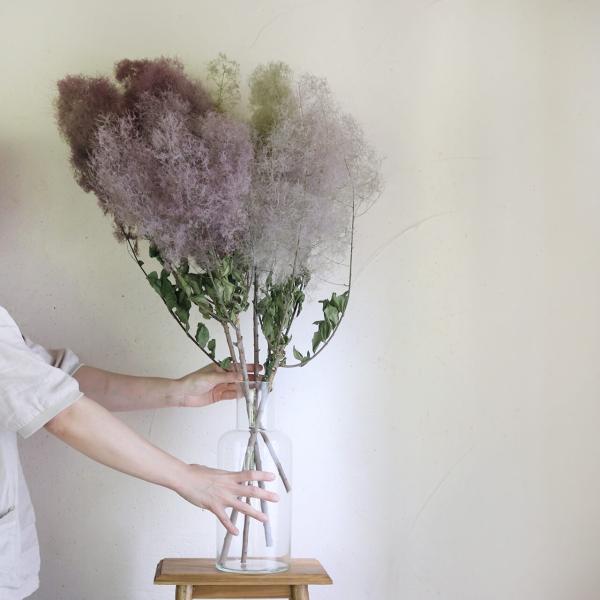 【 大枝 丈60〜80cm 】 スモークツリー ロング (1〜2本)◆ モーヴ ・ グリーン ・ レ...