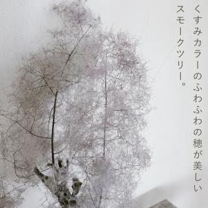 【約丈45cm程度】スモークツリー モーヴグリ...の詳細画像1