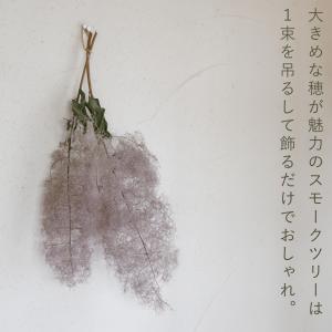 【約丈45cm程度】スモークツリー モーヴグリ...の詳細画像2