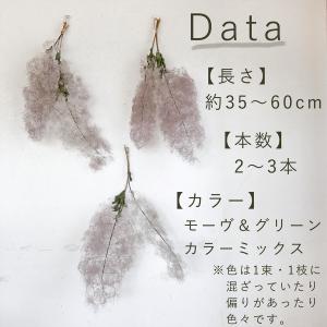 【約丈45cm程度】スモークツリー モーヴグリ...の詳細画像4