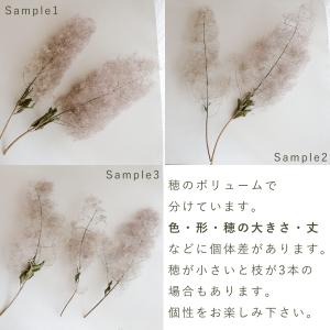 【約丈45cm程度】スモークツリー モーヴグリ...の詳細画像5