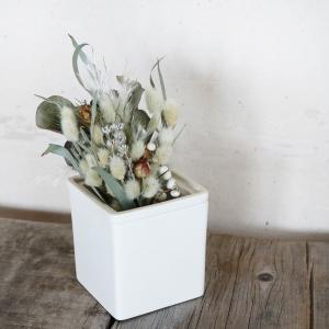 パセリ 植木鉢 白 (ベージュ) / キッチン栽...の商品画像