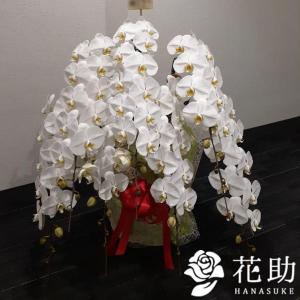 ビジネスシーンで選ばれ続ける、格調高い胡蝶蘭7本立ち【白】　100000円