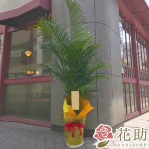 【観葉植物：アレカヤシ】フラワーコンシェルジュが厳選した花屋の観葉植物　15000円　｜hanasuke-hana