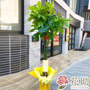 【観葉植物：パキラ】フラワーコンシェルジュが厳選した花屋の観葉植物　15000円　｜hanasuke-hana