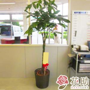 【おしゃれな鉢カバー付き観葉植物：パキラ】フラワーコンシェルジュが厳選した花屋の観葉植物　25000円　｜hanasuke-hana