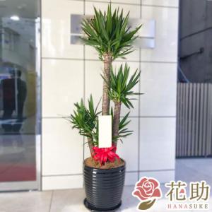 【陶器鉢入り】おまかせ観葉植物　30000円｜hanasuke-hana