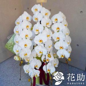 ビジネスシーンで選ばれ続ける、格調高い胡蝶蘭5本立ち　50輪以上【Ｓ】　50000円