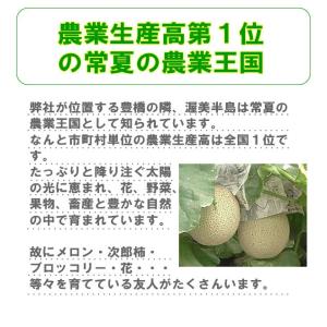 メロン 贈答 プレゼント 渥美半島 健康な土か...の詳細画像2