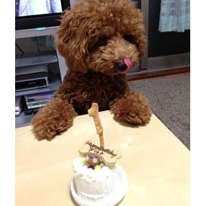犬用ケーキ 猫 誕生日 無添加 乳糖フリー 「...の詳細画像5