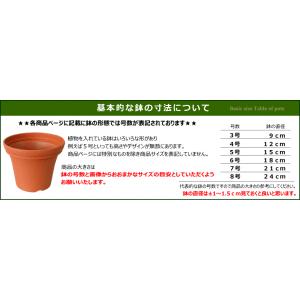 多肉植物 木立アロエ 5号【人気】の詳細画像4