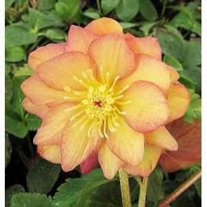 クリスマスローズ 苗 アプリコット 花の苗 の商品一覧 苗 花 ガーデニング 通販 Yahoo ショッピング