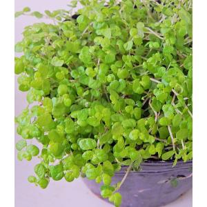 ベビーティアーズの商品一覧 通販 Yahoo ショッピング