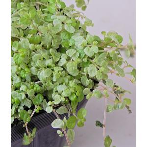 観葉 ベビーティアーズ 観葉植物 の商品一覧 花 ガーデニング 通販 Yahoo ショッピング