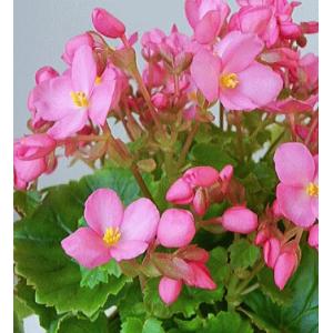 緑の風yamashoku ヤフー店 ベゴニアの仲間 花苗 花鉢 Yahoo ショッピング