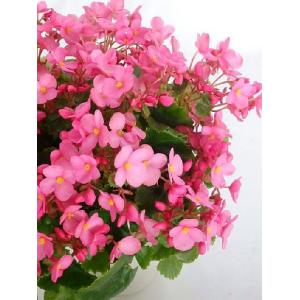 緑の風yamashoku ヤフー店 ベゴニアの仲間 花苗 花鉢 Yahoo ショッピング