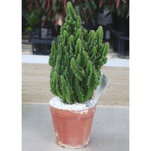 電磁波吸収 植物の商品一覧 通販 Yahoo ショッピング