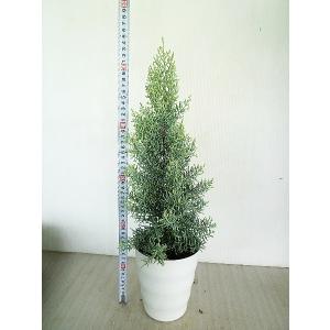 コニファーのランキングtop100 人気売れ筋ランキング Yahoo ショッピング