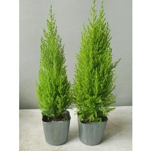 苗木 植木 針葉樹種類 ゴールドクレスト 花 ガーデニング 通販 Yahoo ショッピング