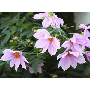 ダリア苗の商品一覧 通販 Yahoo ショッピング