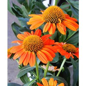 エキナセアオレンジ 花 ガーデニング の商品一覧 通販 Yahoo ショッピング