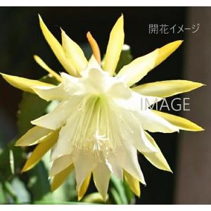 孔雀サボテンの商品一覧 通販 Yahoo ショッピング