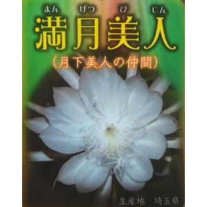 サボテン 種 販売の商品一覧 通販 Yahoo ショッピング