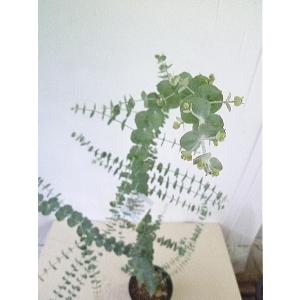 緑の風yamashoku ヤフー店 ユーカリ 庭木 植木類 Yahoo ショッピング