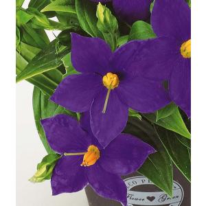 エキザカムの花の商品一覧 通販 Yahoo ショッピング