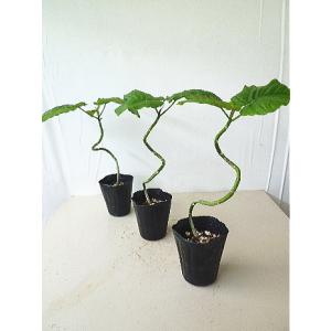 ウンベラータ 剪定 花 ガーデニング の商品一覧 通販 Yahoo ショッピング