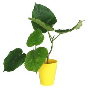 観葉植物 フィカス ウンベラータ 3.5号【人気】の詳細画像1