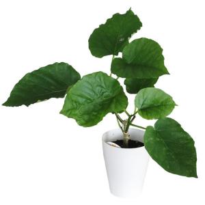 観葉植物 フィカス ウンベラータ 3.5号【人気】の詳細画像2