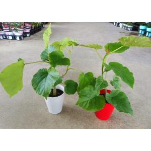 観葉植物 フィカス ウンベラータ 3.5号【人気】の詳細画像5