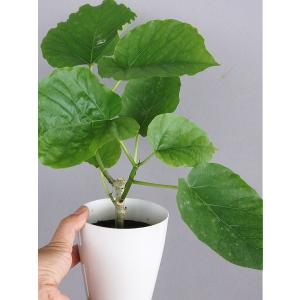 観葉植物 フィカス ウンベラータ 3.5号【人気】の詳細画像4