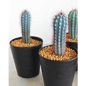 柱サボテンの商品一覧 通販 Yahoo ショッピング