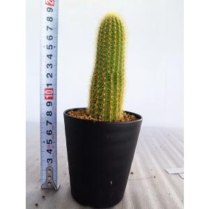 柱サボテンの商品一覧 通販 Yahoo ショッピング