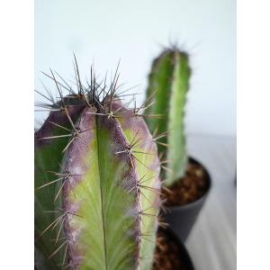 柱サボテンの商品一覧 通販 Yahoo ショッピング