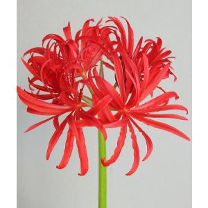 珍しい花の苗 花の苗 の商品一覧 苗 花 ガーデニング 通販 Yahoo ショッピング