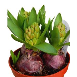 花 球根 ヒヤシンス ピンク花 3球植え(4号...の詳細画像2