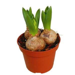 花 球根 ヒヤシンス ピンク花 3球植え(4号...の詳細画像1