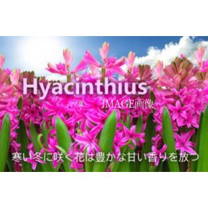 花 球根 ヒヤシンス ピンク花 3球植え(4号...の詳細画像5
