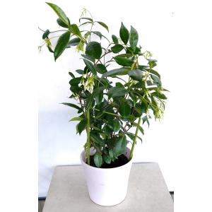 緑の風yamashoku ヤフー店 ジャスミンの仲間 庭木 植木類 Yahoo ショッピング